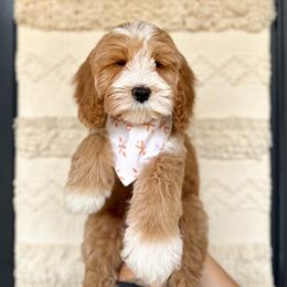 Drew Lou - Australian Labradoodle puppy from Doodles_Ko