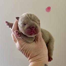 Iris - Lilac tri-color female Bulldog puppy in Hernando, Mississippi from Blues City Bulldogs