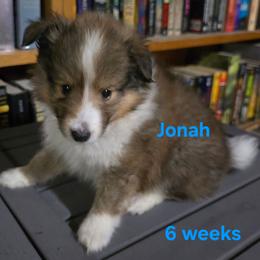 LITTLE Jonah - Sable and white male Shetland Sheepdog puppy in Houston, Texas from LaLa's Lilliputian Lassies