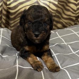 Miles - Phantom male Goldendoodle puppy in Centralia, Missouri from Oodles Of Doodles Mo.