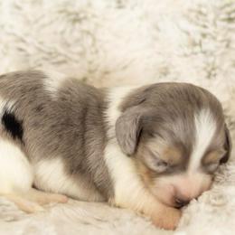 Dapple pie - Piebald male Dachshund puppy in Seminary, Mississippi from Down South Mavericks Dachshunds