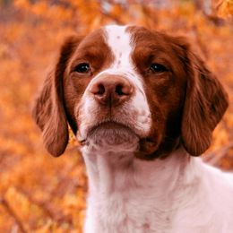 Brittanys from Sincerely, Bird Dogs