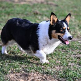 Lila - Pembroke Welsh Corgi