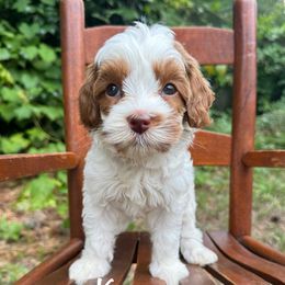 Kanga - Tri-color female Australian Labradoodle puppy in Eastover, North Carolina from Joyful Hearts Australian Labradoodles