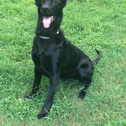 German Shepherd All Grown Up from Vickery Shepherds