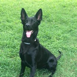 German Shepherd All Grown Up from Vickery Shepherds