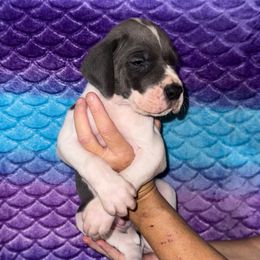 Ghost - Blue male Great Dane puppy in Orange Grove, Texas from Shadow Veil Dane’s
