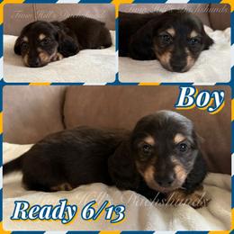 Honey's blue - Black and cream male Dachshund puppy in Jonesboro, Illinois from Twin Hills Dachshunds