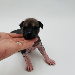 Aisha-Butterfly - Palomino female Xoloitzcuintli puppy in West Jordan, Utah from Majestic Nakids