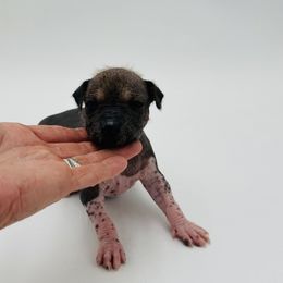 Aisha-Butterfly - Palomino female Xoloitzcuintli puppy in West Jordan, Utah from Majestic Nakids