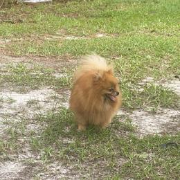 Red - Red female Pomeranian puppy in Jacksonville, North Carolina from Bourlet Poms
