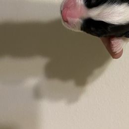 Girl 1 - Australian Shepherd puppy in Tulsa, Oklahoma from Lucky Penny Aussies and Lucky Penny Transport