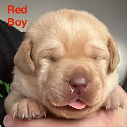 Red Boy - Yellow male Labrador Retriever puppy in Rock Hill, South Carolina from North Star Retrievers
