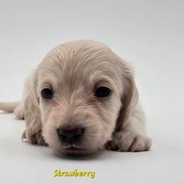 Strawberry - Piebald female Dachshund puppy in Nine Mile Falls, Washington from River Run Doxies