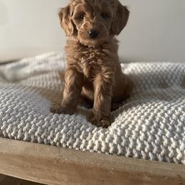 Bernedoodle, Goldendoodle, and Poodle Puppies from Central Valley Canine Companions