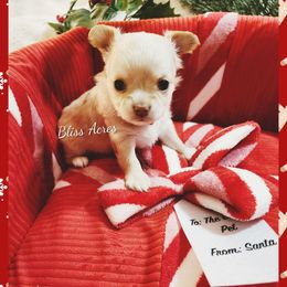 Pearl - Cream and white female Chihuahua puppy in Ponca City, Oklahoma from Bliss Acres Farm