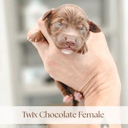 Twix - Chocolate female Goldendoodle puppy in Punta Gorda, Florida from Transformation Acres Goldendoodle