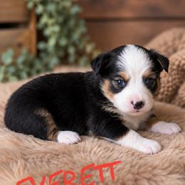 Everett - Black tri female Miniature American Shepherd puppy in Sanger, California from Flying M Cactus Ranch Buddies