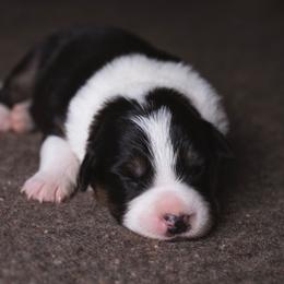 Malorie - Tri-color female Border Collie puppy in Fresno, California from Alpine Tails