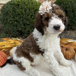 Honey - Brown and white female Bernedoodle puppy in Perrysville, Ohio from Pleasant Valley Bernedoodles