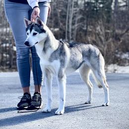 Ashlea - Siberian Husky
