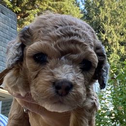 Tan collar chocolate Merle - Merle male Cockapoo puppy in Lake Stevens, Washington from Maranatha Cockapoos