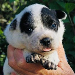 Avery - Blue female Australian Cattle Dog puppy in Redding, California from Macushla Kennel