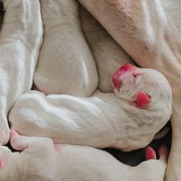 Chili - White female American Bulldog puppy in Homer, Georgia from Valor American Bulldogs