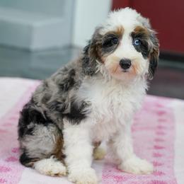 Teresa - Merle female Bernedoodle puppy in Dundee, Ohio from Down Home Doodle