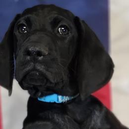 ⭐️AKC-Amber/Water-Solid Black - Black German Shorthaired Pointer puppy in Banning, California from ⭐🦆 So Cal on Point GSP'S🇺🇲🇩🇪 lg
