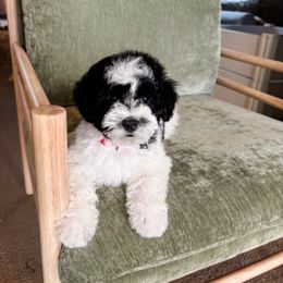 Joy - Parti Poodle puppy in Quakertown, Pennsylvania from Miniature Poodle Stud and Pups