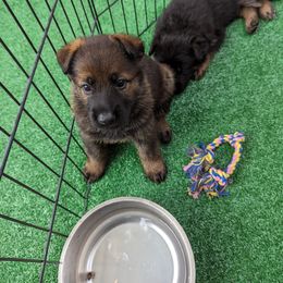 German Shepherd Puppies from Maska Honi Working German Shepherds