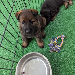 German Shepherd Puppies from Maska Honi Working German Shepherds