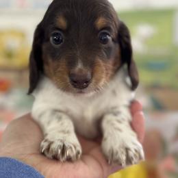 Leo - Piebald male Dachshund puppy in Staley, North Carolina from Langley Farms Dachshunds