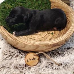 Linden - Black male Whippet puppy in Davenport, Iowa from Whippety Split