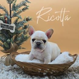 Ricotta - Cream female French Bulldog puppy in Wisconsin from Shameless Bulldogs LLC