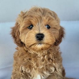 Moe - Gold male Shihpoo puppy in Limestone, Tennessee from Pilot Hill Teddy Bear Puppies