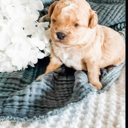 3rd Pick (Poppy) - Apricot female Cavapoo puppy in Marquand, Missouri from Perfectly Playful Doodles