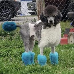 Voodoo - Poodle