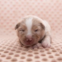 Koa - Red merle male Miniature Australian Shepherd puppy in Lacombe, Louisiana from Indigo River Aussies