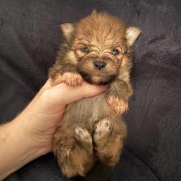 Titan - Orange sable male Pomeranian puppy in Waterloo, Indiana from Garcias Pomeranian