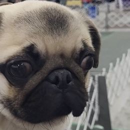 Pugs from Casull Pugs