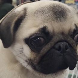 Pugs from Casull Pugs