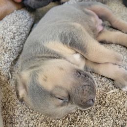Cane Corso Puppies from JSM Corsos