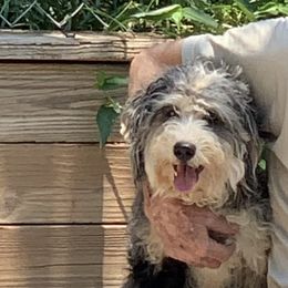 Bernedoodle All Grown Up from G Rock Doodles