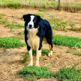 Ranelle - Black tri-color female Australian Shepherd puppy in Mineral Wells, Texas from A6 Australian Shepards
