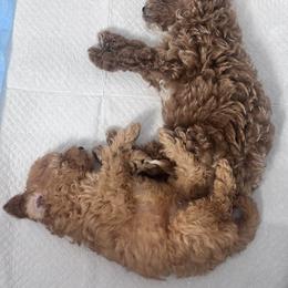 Poodle Puppies from Sealy Toy Poodles