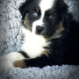 Australian Shepherd Puppies from Cahaba Australian Shepherds