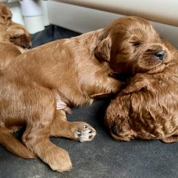 Cavapoo Puppies from Birdie's Nest