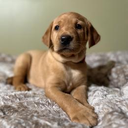 German Shorthaired Pointer, Labrador Retriever, and Working Cross Puppies from Upland Valley Kennels